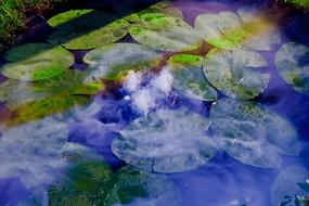 Water Lily Plant Aquatic