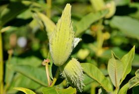 Silk Plant Tubercular