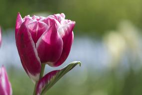 Tulip Flower Pink