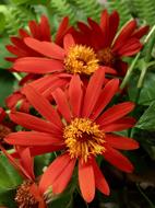 Flowers Oranges Petals Orange