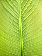 Plants Banana Leaf