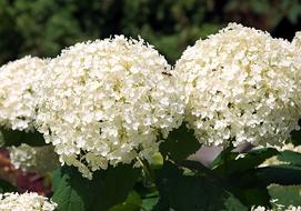 Hydrangea Blossom Bloom