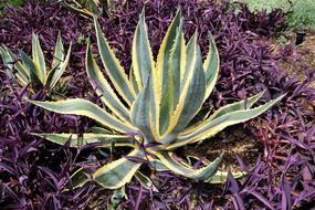 Cactus Plants Botanical Garden