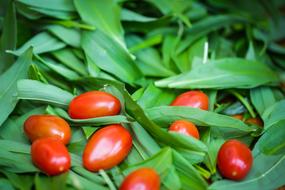 fresh tomatoes in foliage