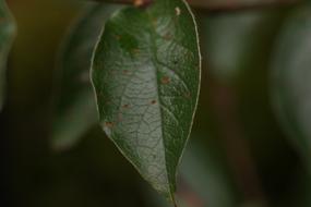 Green Leaf Macro