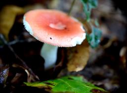 Mushroom Forest Macro