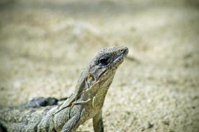 Toloc Iguana Nature