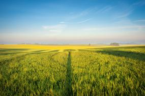 Field Of Rapeseeds Spring Rape