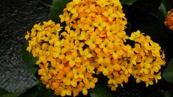 Stonecrop Flower Yellow Orange