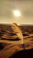 Sunset Golden