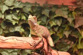 Nature Leaf Outdoors