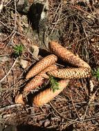 Cone Cones Forest Pine
