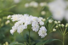 Nature Flower Buds Floral White
