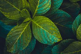Green Plant Leaf