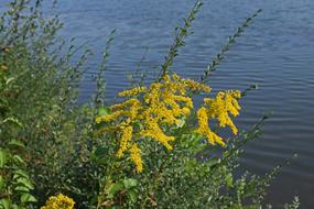 Goldenrod At Lakeside Flower