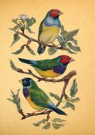 vintage aviary birds collage paper