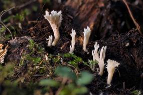 Mushroom Small Sponge