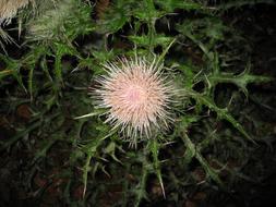 Thistle Flower Blossom