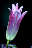 Lily Bud Plant