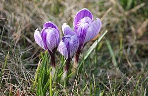 Crocus Spring Lenz Early