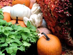 ripe bright vegetables
