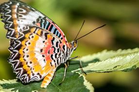 Butterfly Leaf Blossom