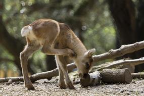Small deer in nature