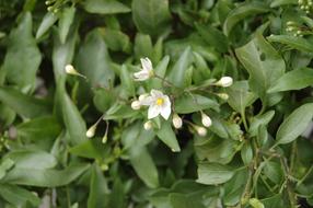 Garden white flower and green leaves