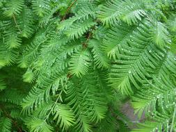 Fern Green
