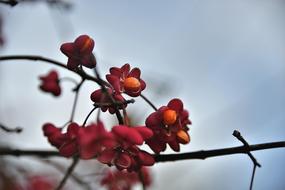 Spindle Fortunei Toxic
