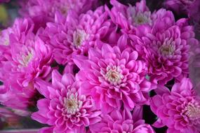 Pink Flowers Color macro