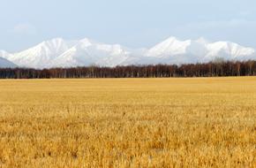 Fields Late Autumn Grass