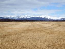 Fields Late Autumn Grass