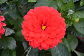 Red Flower Plant Bouquet