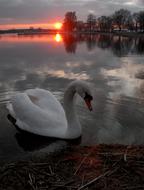 Swan by lake bank at the red sunset