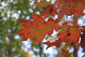 Leaves Foliage Leafs