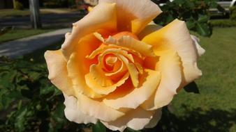 Flower Spring Yellow