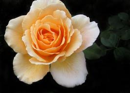 Orange Flower Rose Petal closeup photo