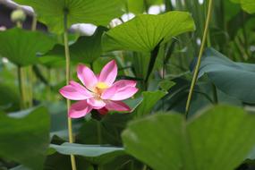 Plants Leaf Flowers