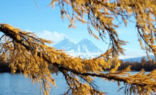 Autumn Volcanoes Larch