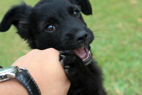 Dog Puppy Playing