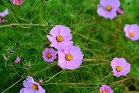 Cosmos Bipinnatus Blossom