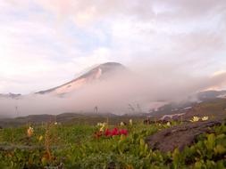 Volcano The Foot Flowers