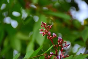 Flowers Garden Bloom