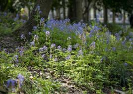 Flower Purple Pansy Nature