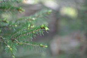 Spruce Shoots Plant