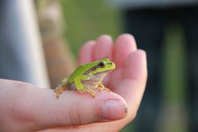Frog Nature Hand