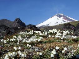 Volcano The Foot Flowers