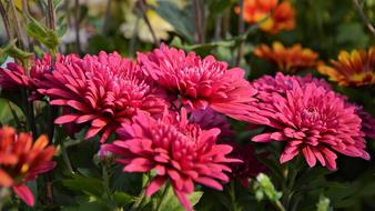 Flower Chichewa Live Vivid Color