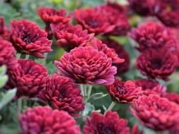 Flower Chichewa Live Vivid Color